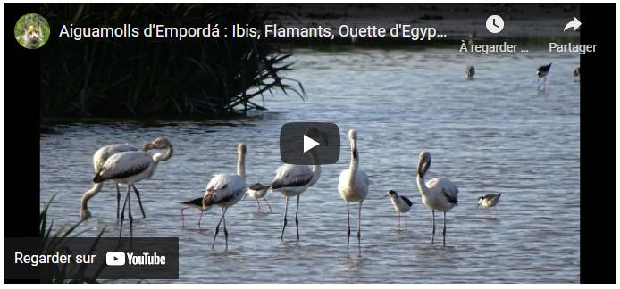 HDaRT Rêve ou réalité